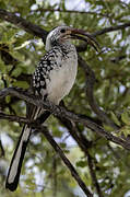 Damara Red-billed Hornbill