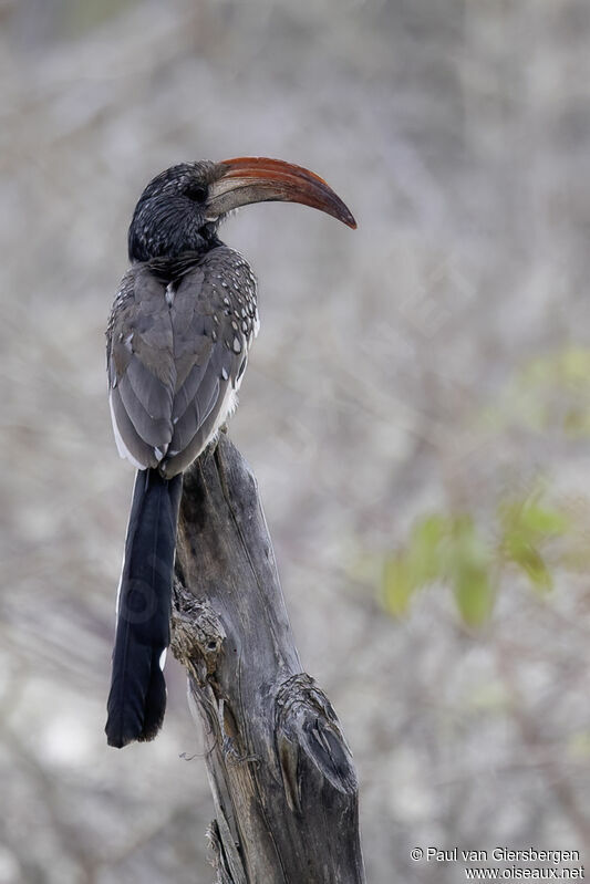 Monteiro's Hornbilladult