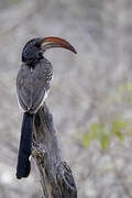 Monteiro's Hornbill