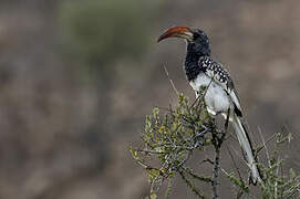 Monteiro's Hornbill