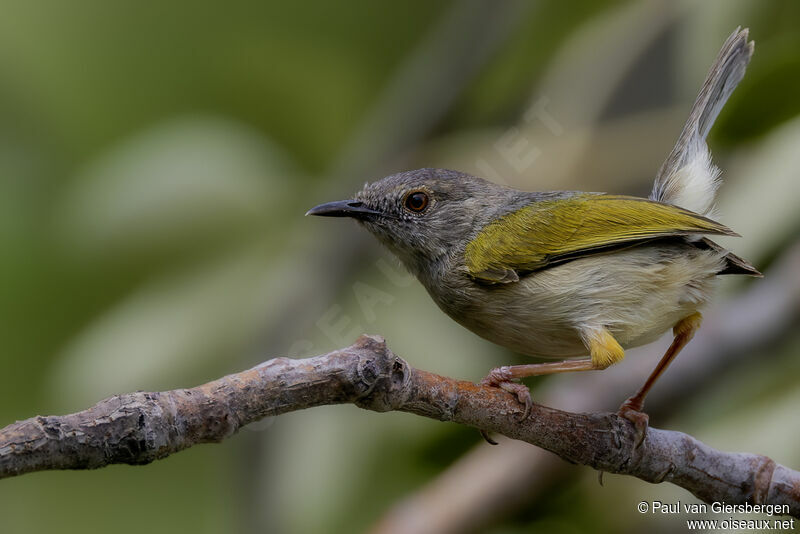 Grey-backed Camaropteraadult