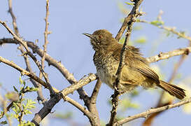 Barred Wren-Warbler