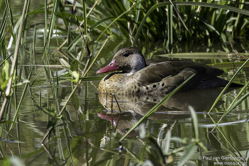 Canard amazonette mâle adulte