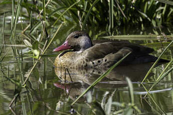 Canard amazonette