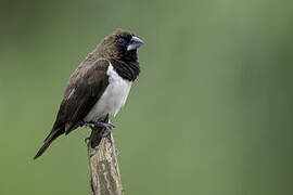 Javan Munia