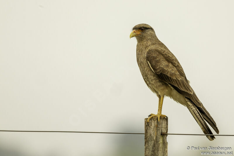 Chimango Caracaraadult