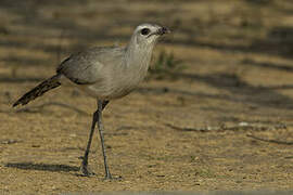 Black-legged Seriema