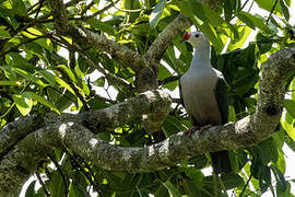 Red-knobbed Imperial Pigeon