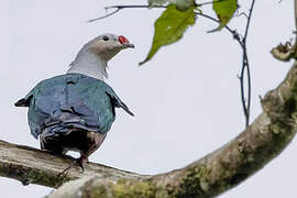 Red-knobbed Imperial Pigeon