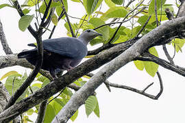 Chestnut-bellied Imperial Pigeon