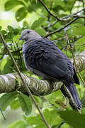 Dark-backed Imperial Pigeon