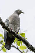 Island Imperial Pigeon