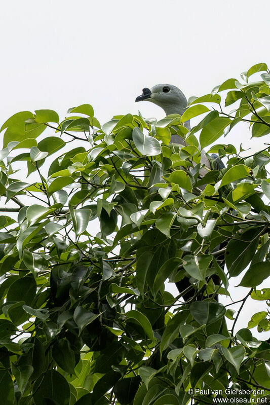 Pacific Imperial Pigeonadult, habitat