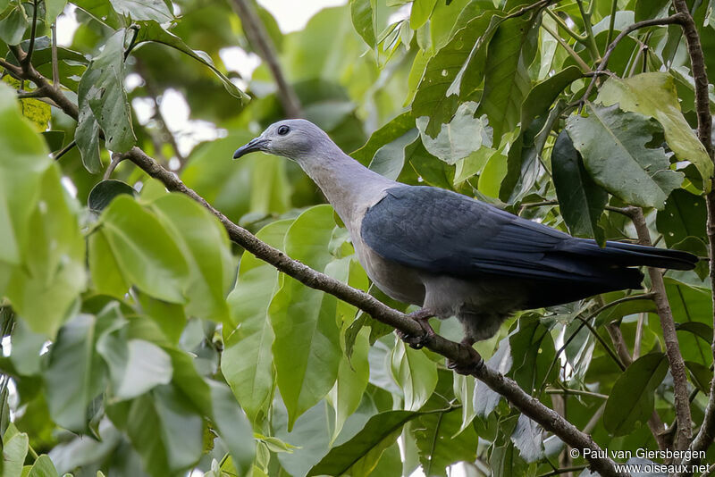 Pacific Imperial Pigeonimmature