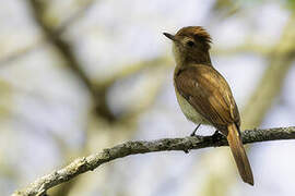 Rufous Casiornis