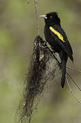 Golden-winged Cacique