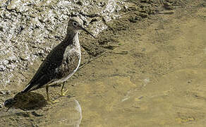 Solitary Sandpiper