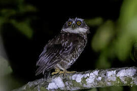 Guadalcanal Owl