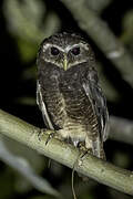 Malaita Owl