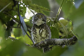 Sunda Owlet