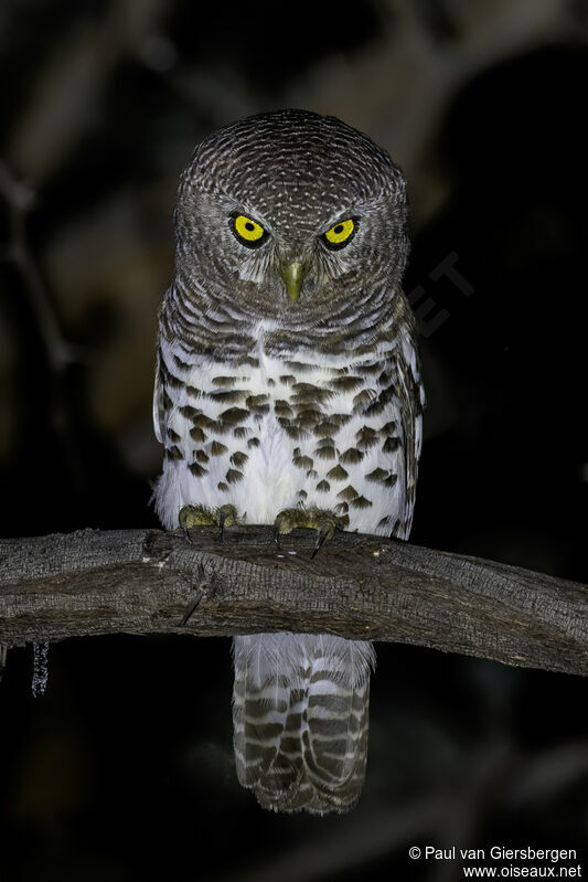 African Barred Owletadult