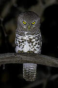 African Barred Owlet