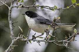 Black-capped Warbling Finch