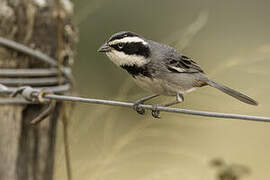 Ringed Warbling Finch