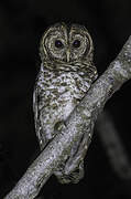 Rusty-barred Owl