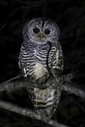 Chaco Owl