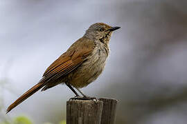 Collared Palm Thrush