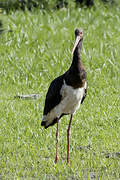 Cigogne noire