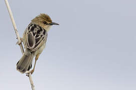 Chirping Cisticola