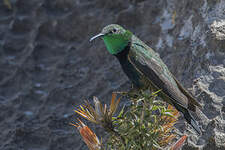 Colibri à plastron noir