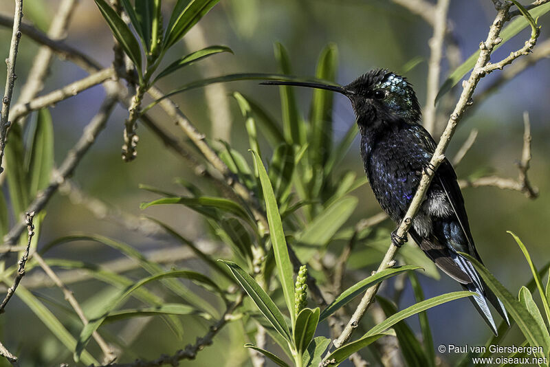 Colibri d'Angèle mâle adulte