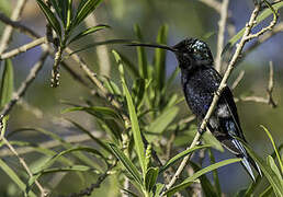 Blue-tufted Starthroat