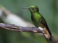 Colibri flavescent