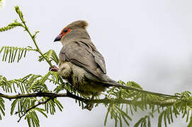 Red-faced Mousebird