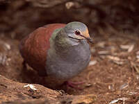 Colombe du Costa Rica