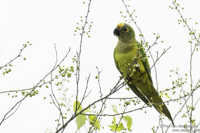 Conure couronnéeadulte