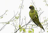 Conure couronnée