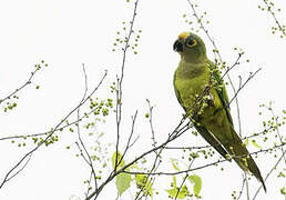 Peach-fronted Parakeet