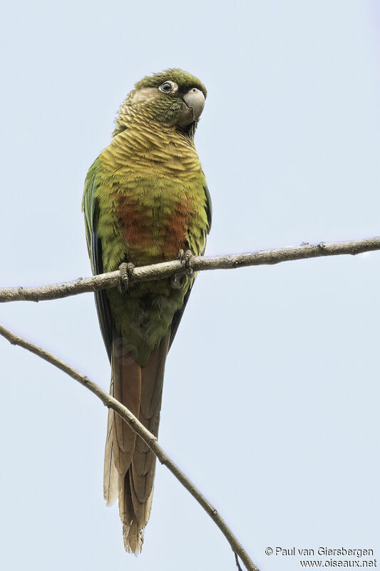 Conure de Devilleadulte