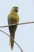 Blaze-winged Parakeet