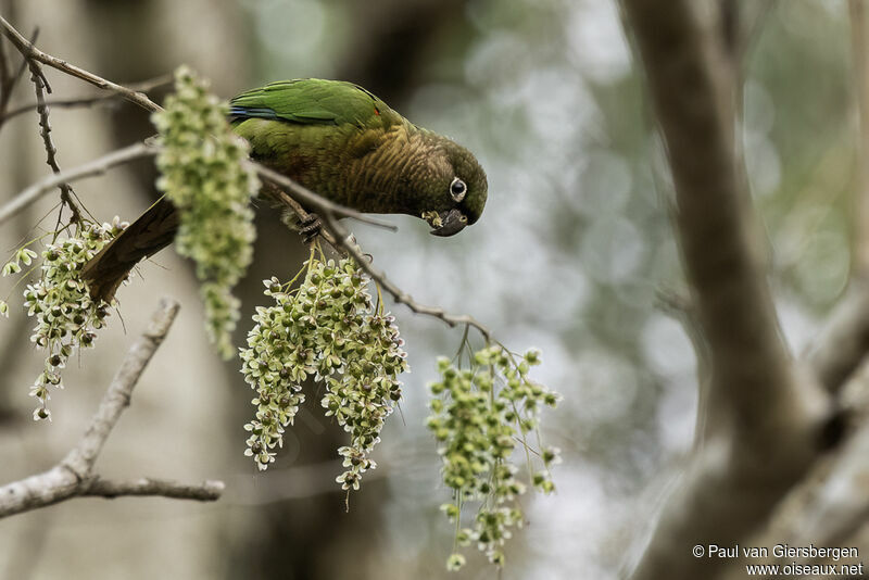 Blaze-winged Parakeetadult