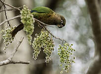 Conure de Deville