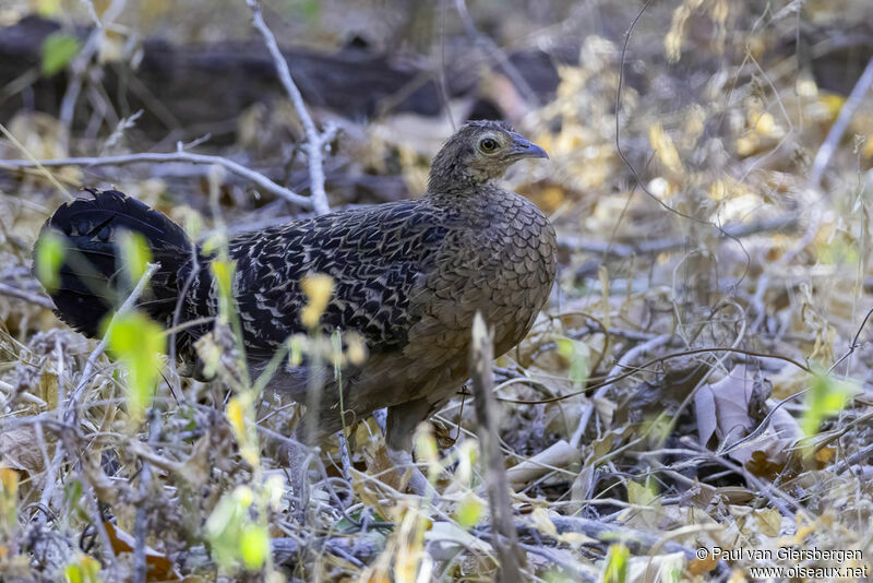 Green Junglefowl female adult