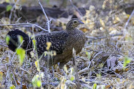 Green Junglefowl