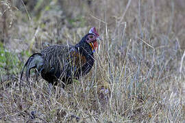 Green Junglefowl