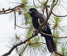 Corbeau des Philippines